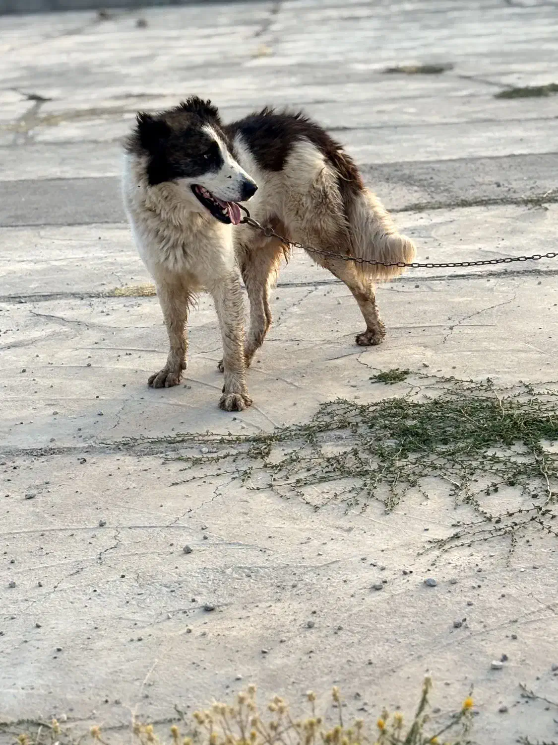 گمشده|حیوانات|اسلام‌‌آباد غرب, |دیوار