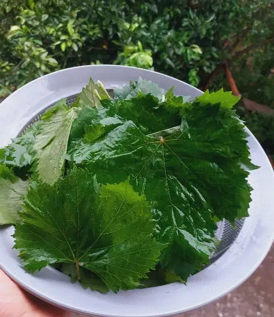 برگدلمه شور شده آماده|خوردنی و آشامیدنی|علیآباد کتول, |دیوار