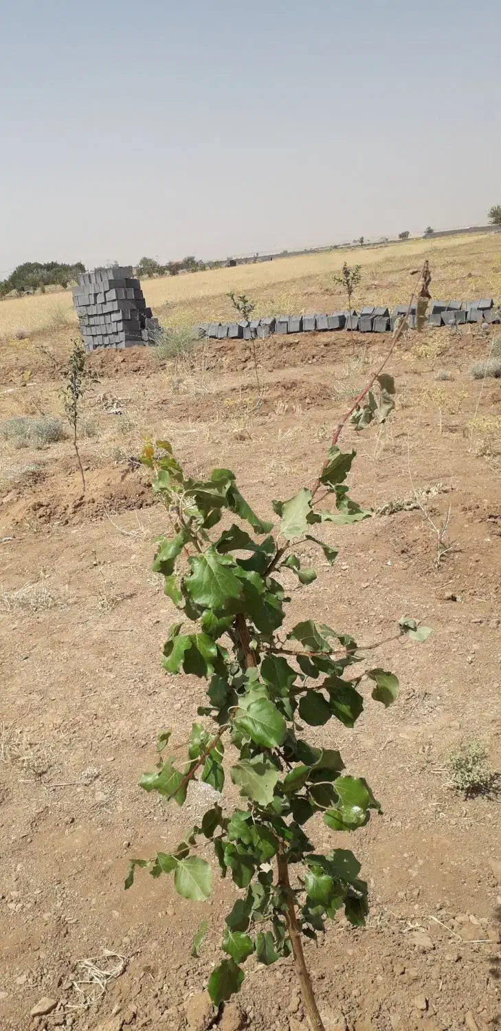 نهال ۳ ساله|خدمات باغبانی و درختکاری|خمین, |دیوار