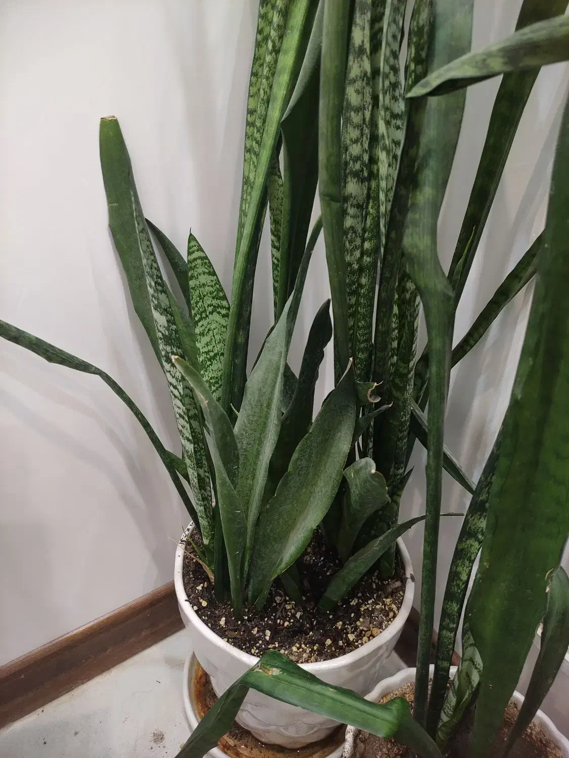 سانسوریا همراه با دو گلدان سفید سفالی ارتفاع ۱۱۰|گل و گیاه طبیعی|کاشان, فین بزرگ|دیوار