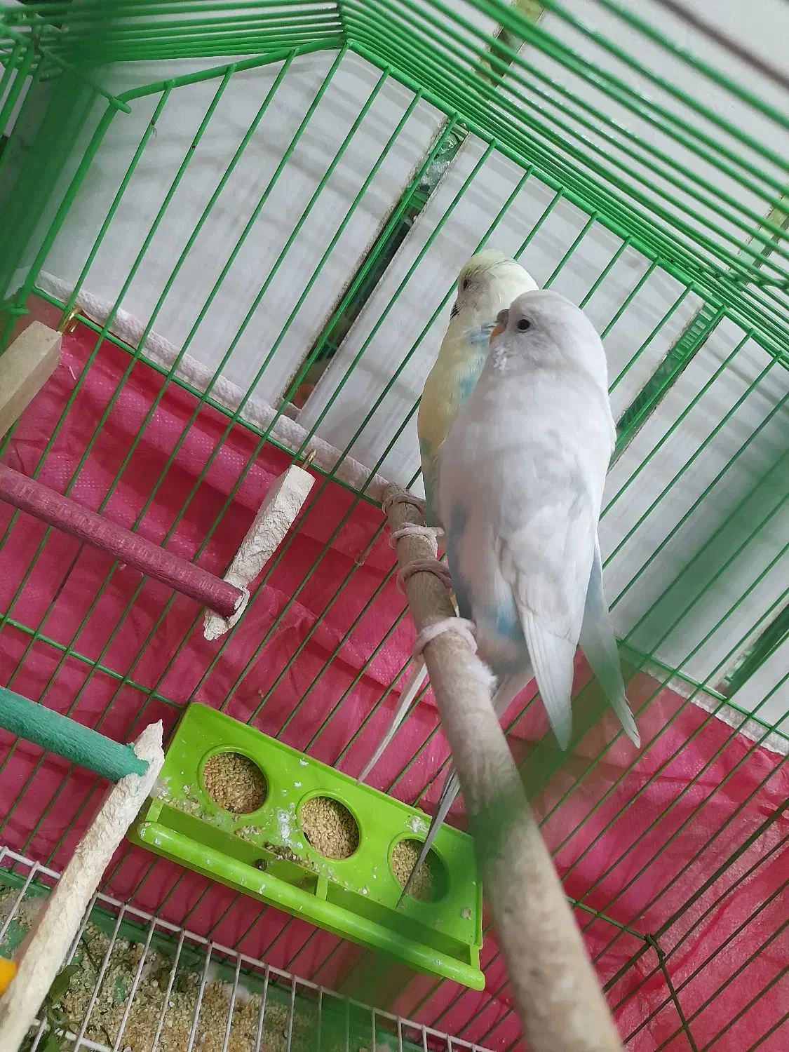 یه جفت مرغ عشق|پرنده|فولادشهر, مسکن مهر فولادشهر|دیوار