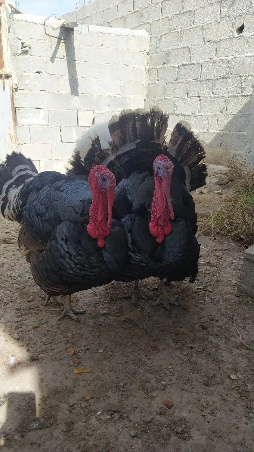 بوقلمون|حیوانات مزرعه|لامرد, |دیوار