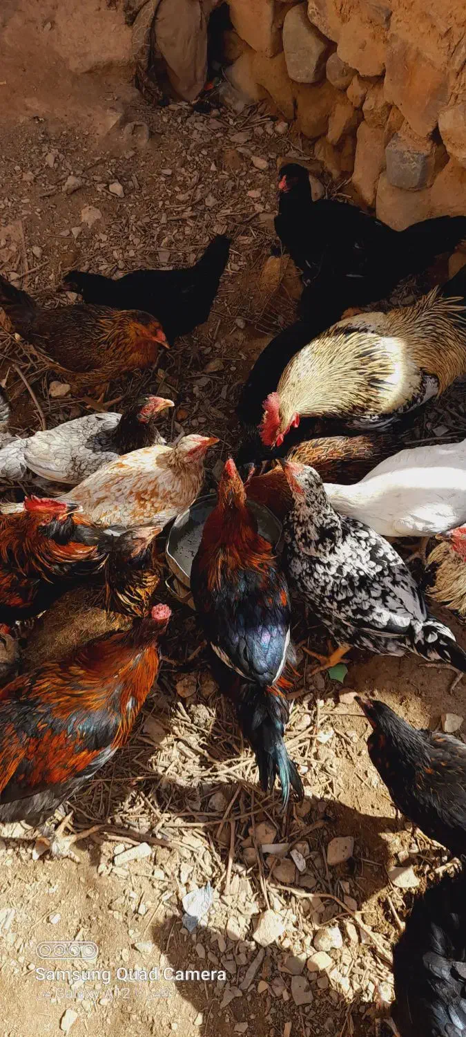 مرغ|حیوانات مزرعه|درمیان, |دیوار