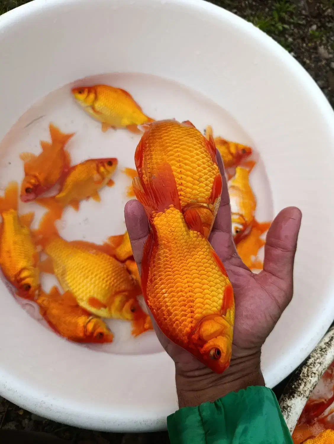 ماهی قرمز|ماهی|سنگر, |دیوار