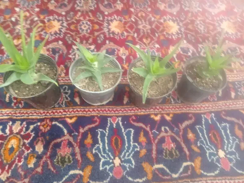 4 عدد گل تزیینی|گل و گیاه طبیعی|بیرجند, |دیوار