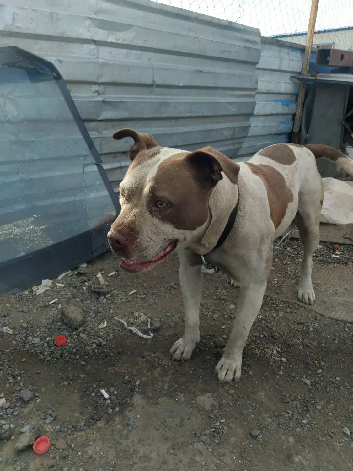 پیت بول گم شده|حیوانات|تهران, تهرانسر غربی|دیوار