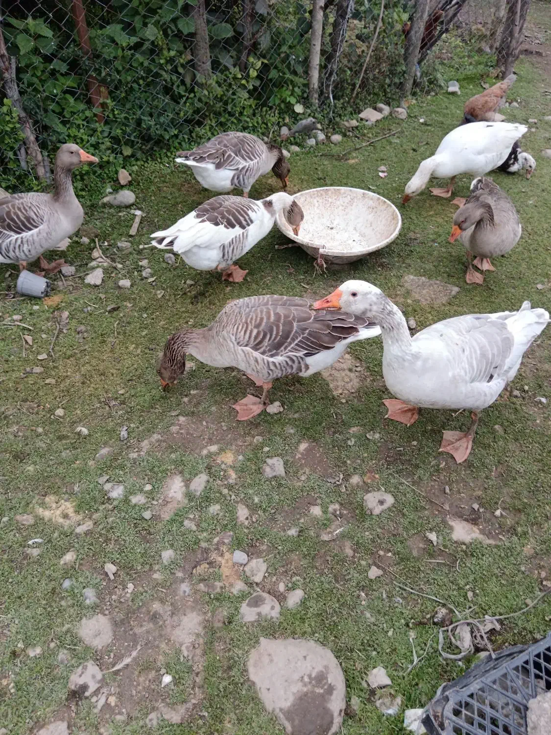 غاز محلی|حیوانات مزرعه|ماکلوان, |دیوار