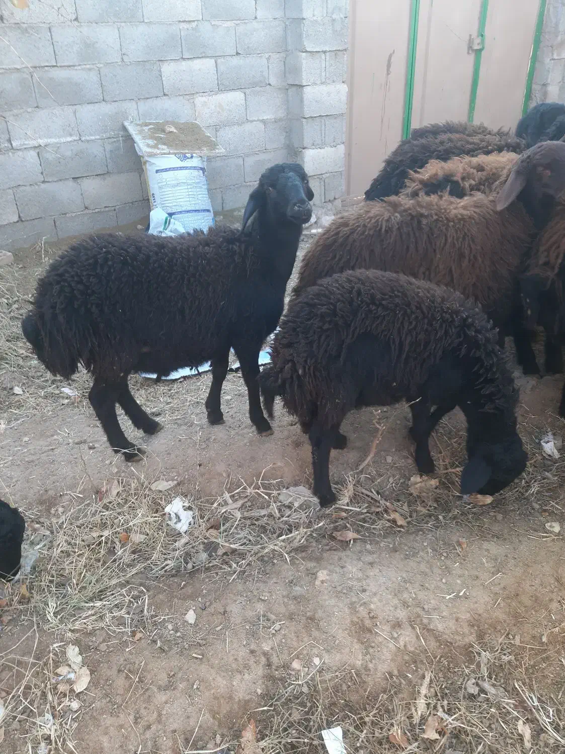 بره نر|حیوانات مزرعه|ماهنشان, |دیوار