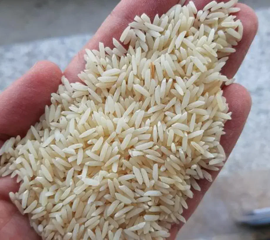 برنج دم سیاه|خوردنی و آشامیدنی|آزادشهر, |دیوار