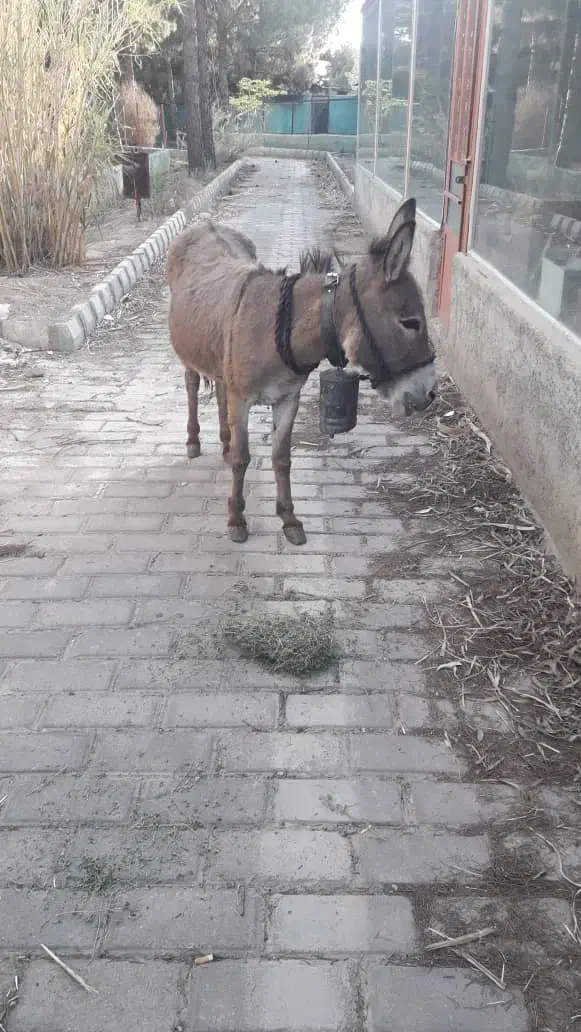 مادیون و خر ماده|اسب و تجهیزات اسبسواری|سمنان, |دیوار