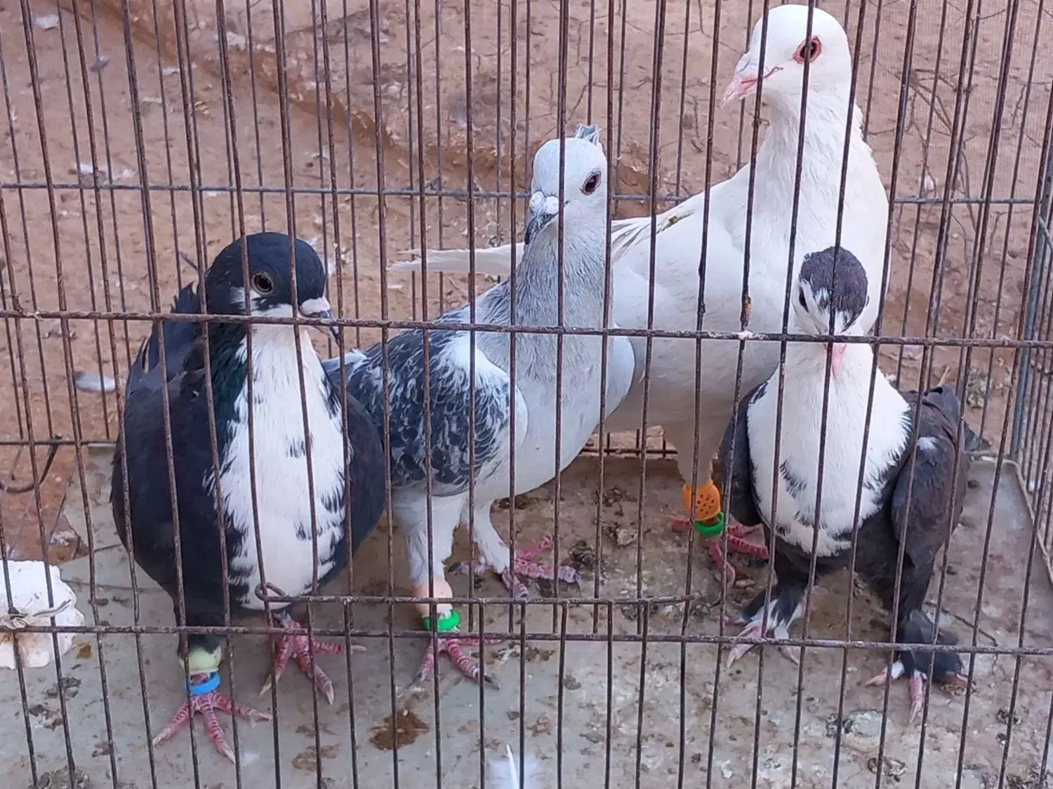 چهار تا کفتر شکار|پرنده|رفسنجان, |دیوار