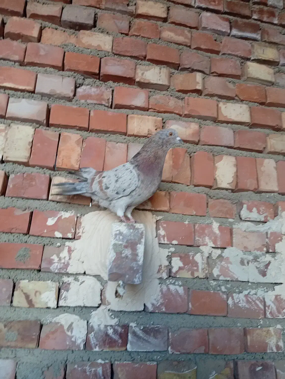 کبوتر|پرنده|شاهین دژ, |دیوار