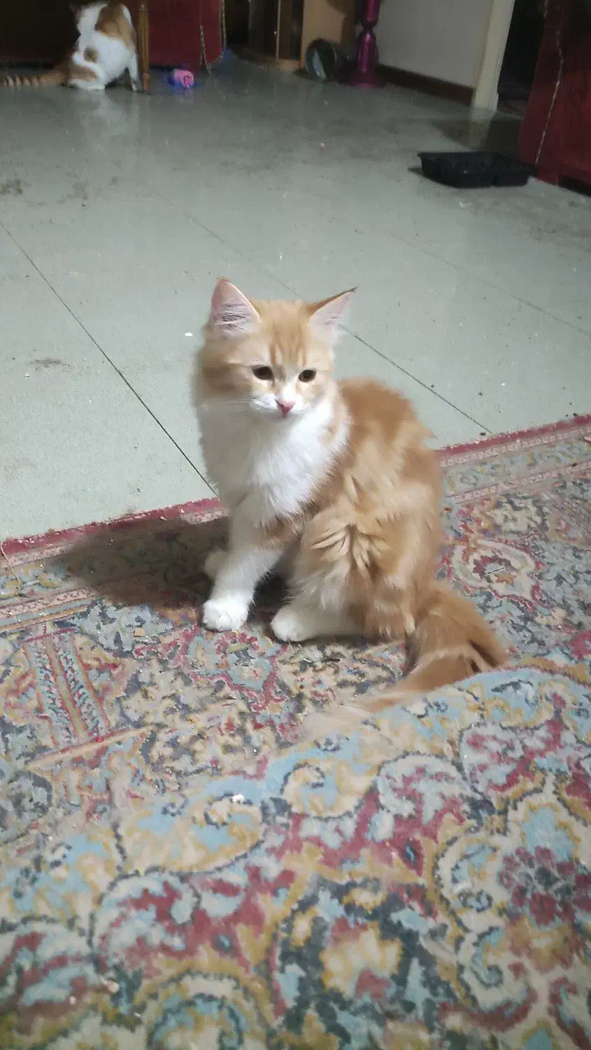 گم شدن دو تا گربه|گربه|کرمان, |دیوار