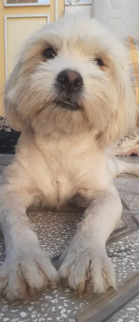 سگ.|سگ|بیرجند, |دیوار