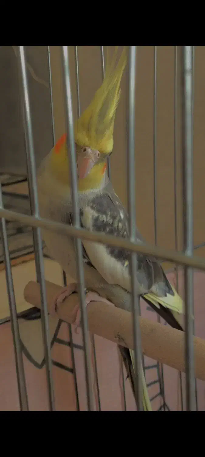 پرنده عروس هلندی سه عدد|پرنده|بندرعباس, |دیوار