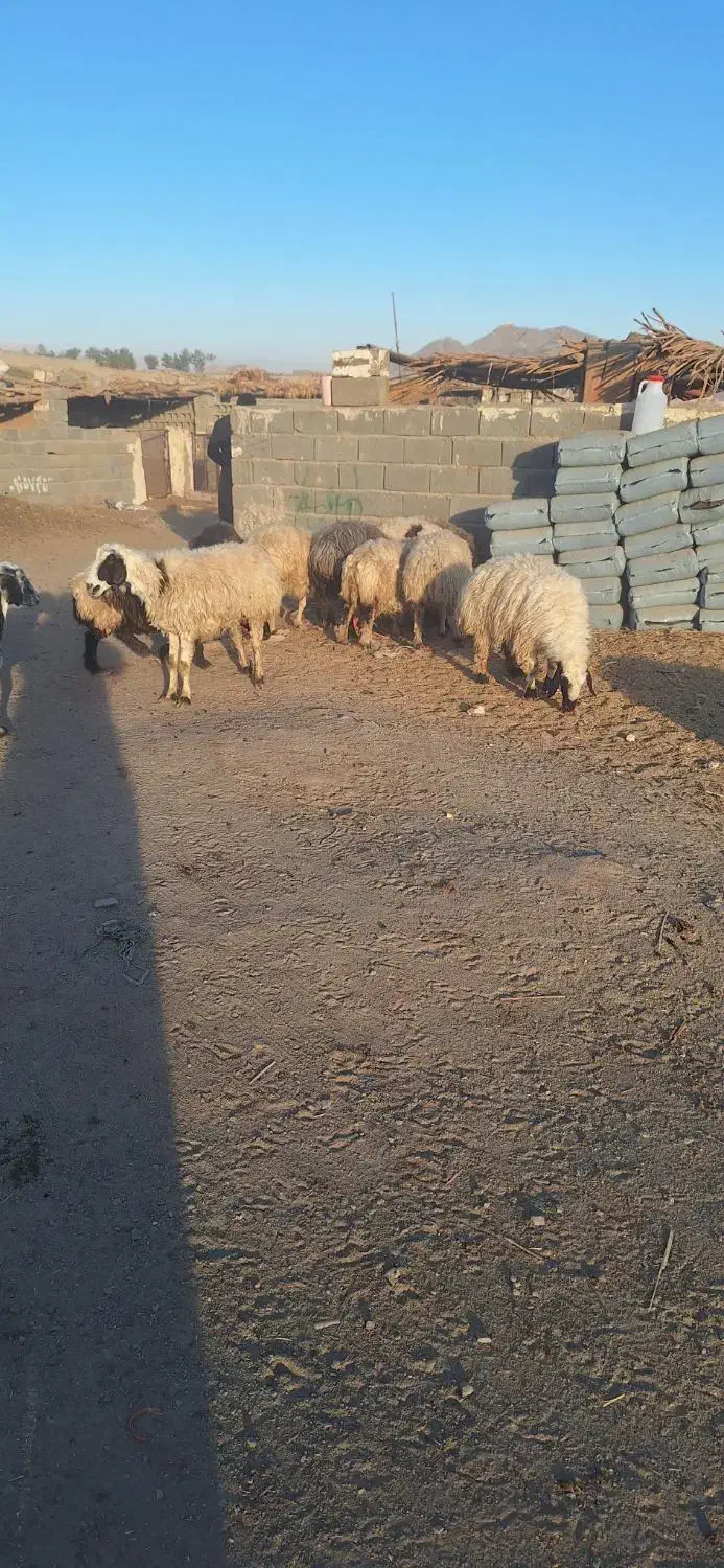 ۲۸گوسفند زاییده و۱۰گوسفند آبستن و۱۱بره پارسالی|حیوانات مزرعه|زاهدان, |دیوار