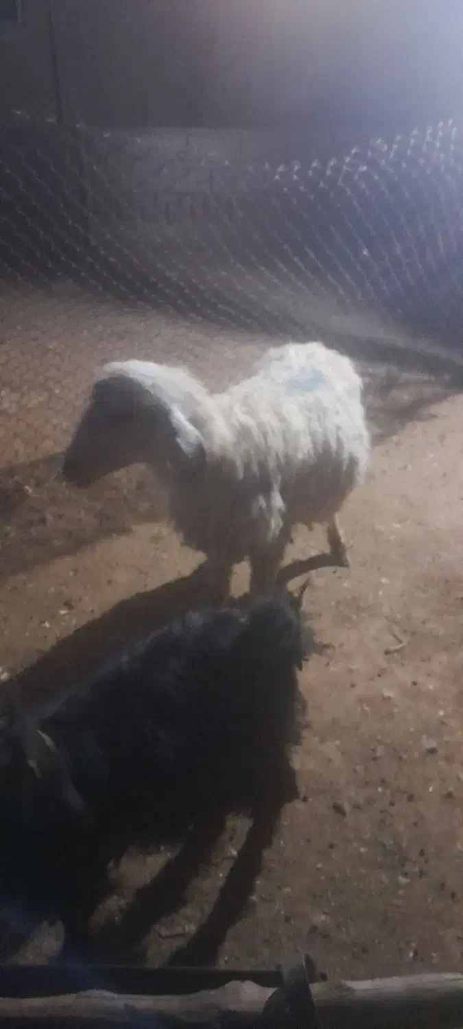 میش خوب|حیوانات مزرعه|سیدان, |دیوار