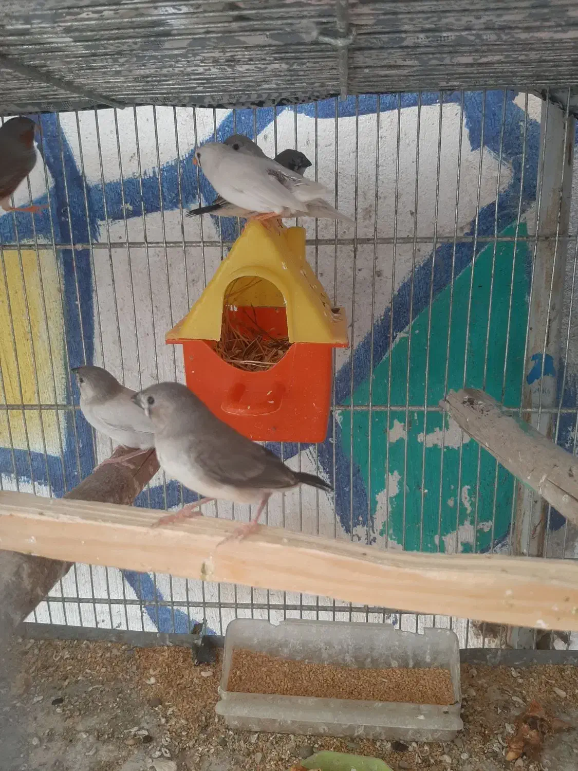 فنچ و طوطی|پرنده|رباط‌کریم, انجم آباد|دیوار