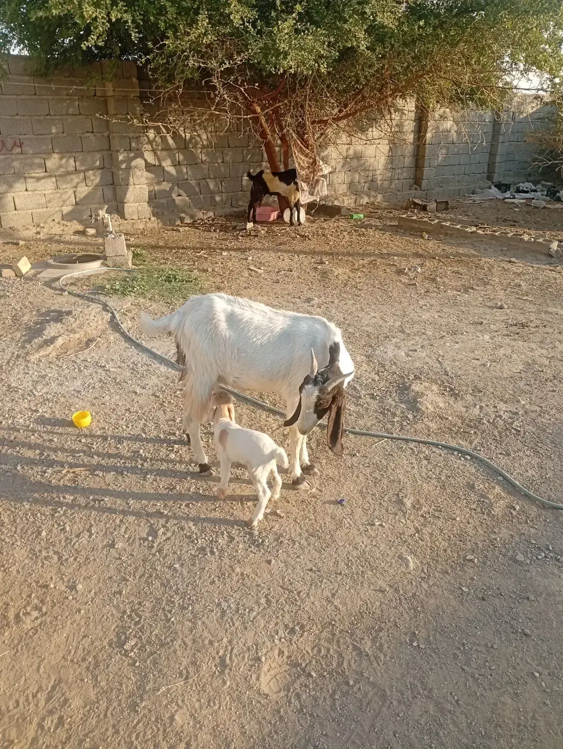 گیسه پاکی گوش بلند با کهره 2روزه|حیوانات مزرعه|ارزوئیه, |دیوار