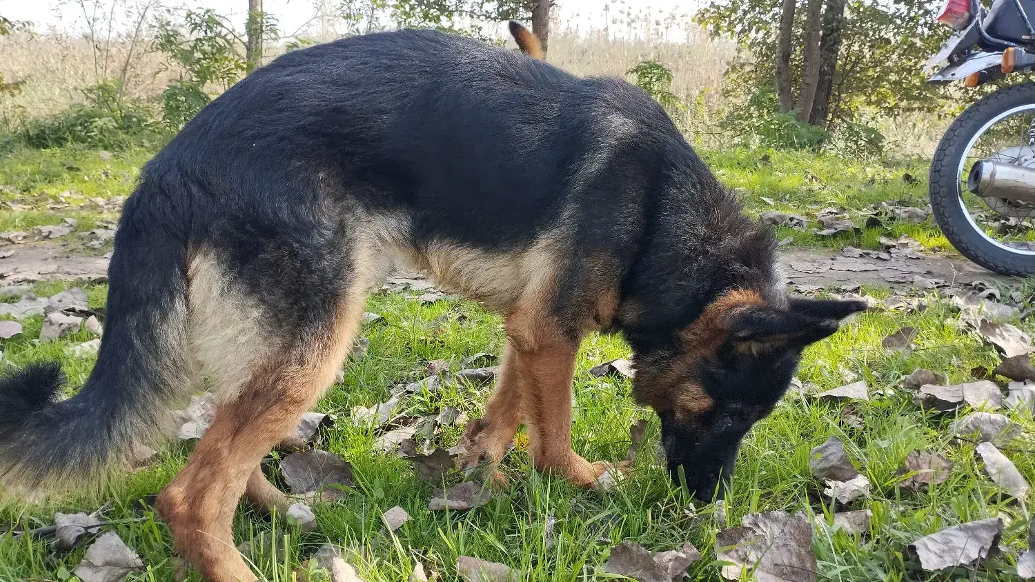 ژرمن مو کلاسیک|سگ|آستانه اشرفیه, |دیوار