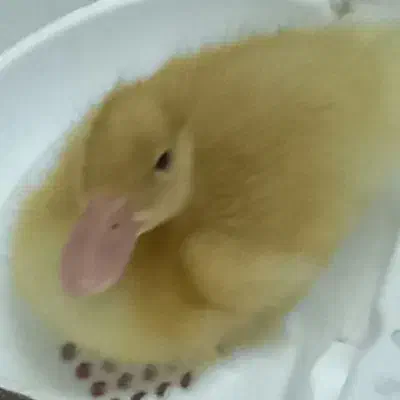 جوجه اردک|پرنده|یزد, |دیوار