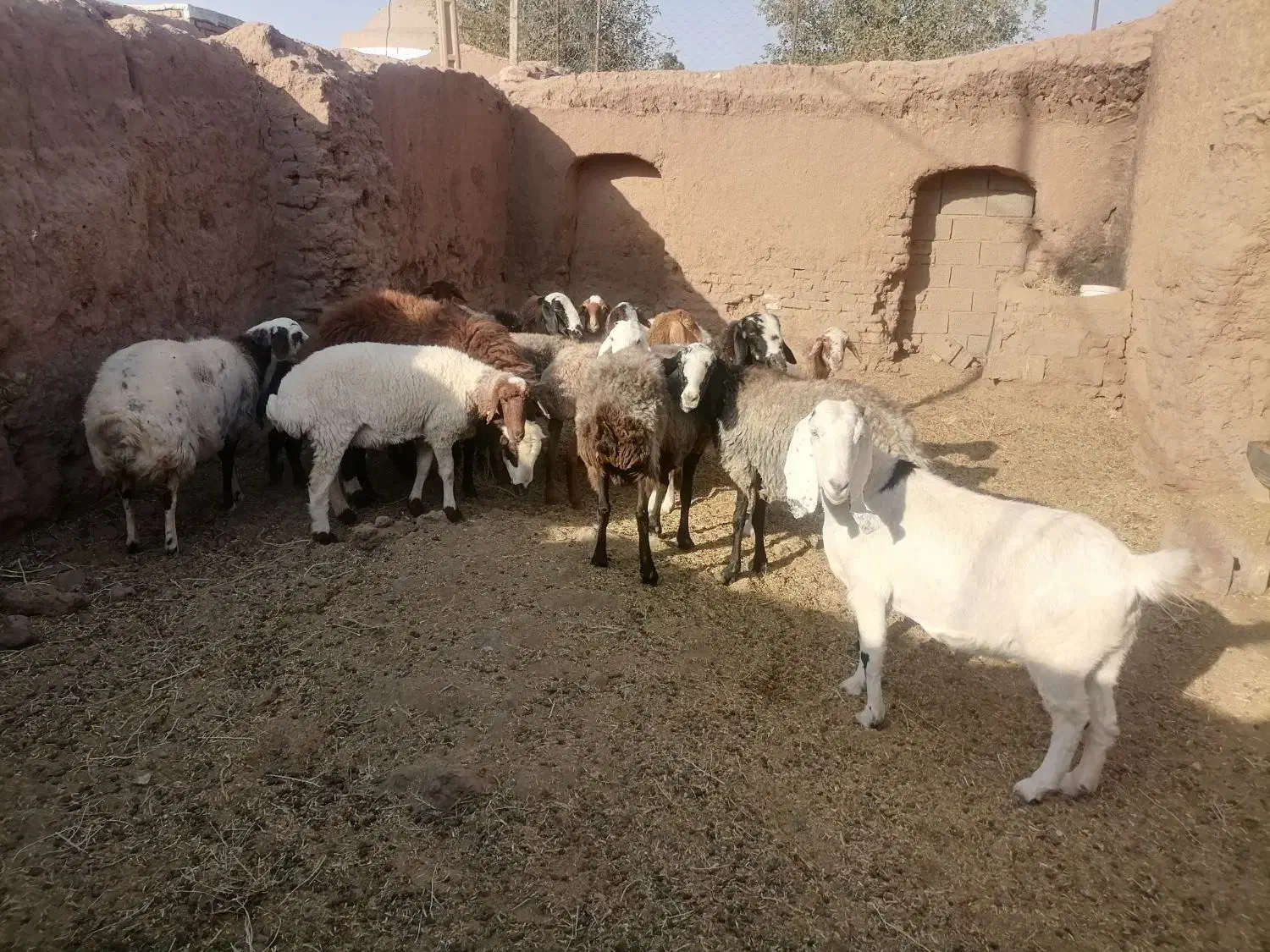 میش|حیوانات مزرعه|داورزن, |دیوار