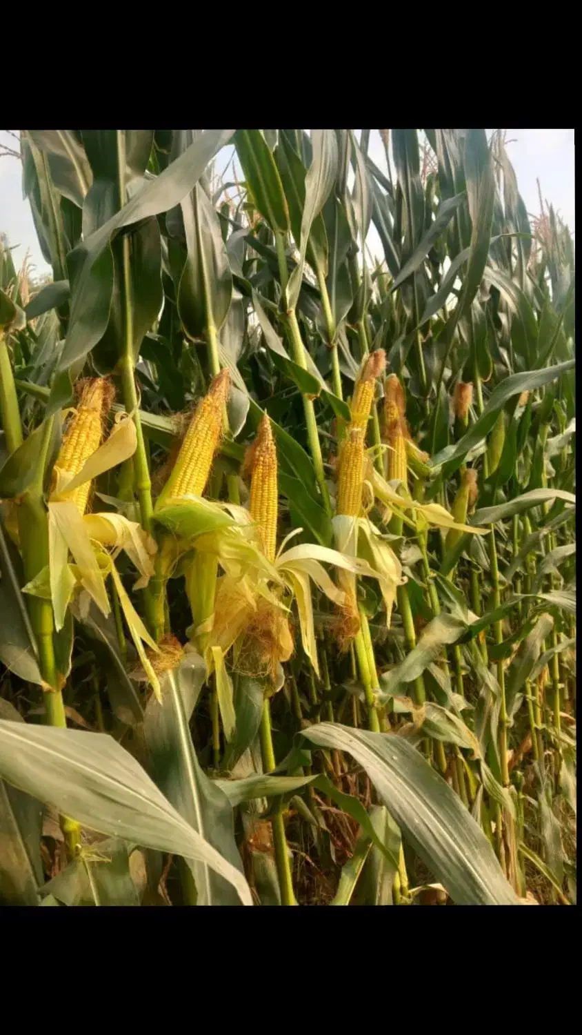 علوفه ذرت پردان دزفول ،قیمت مناسب|عمدهفروشی|اسدآباد, |دیوار