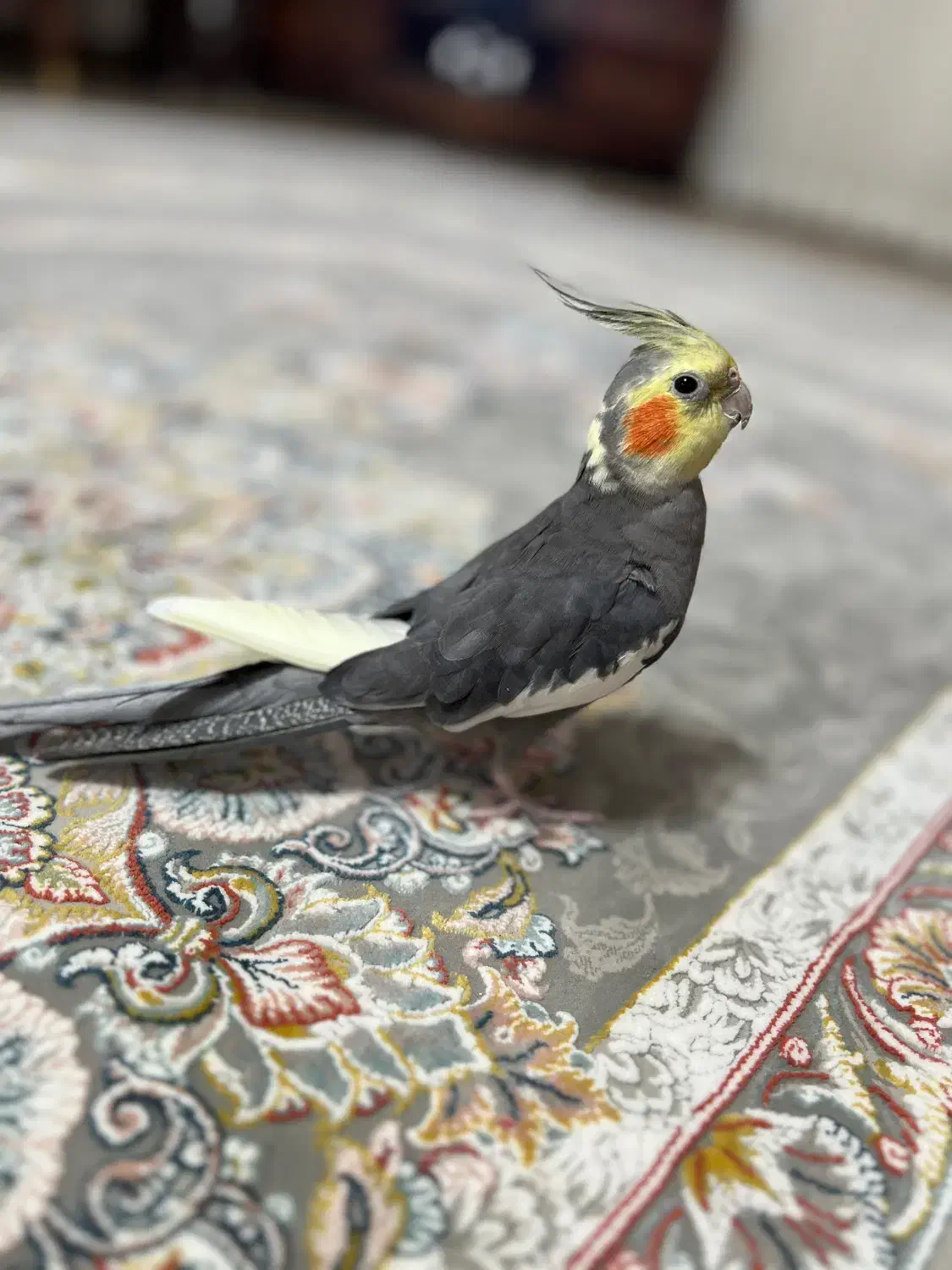 عروس هلندی گمشده|حیوانات|ماسال, |دیوار