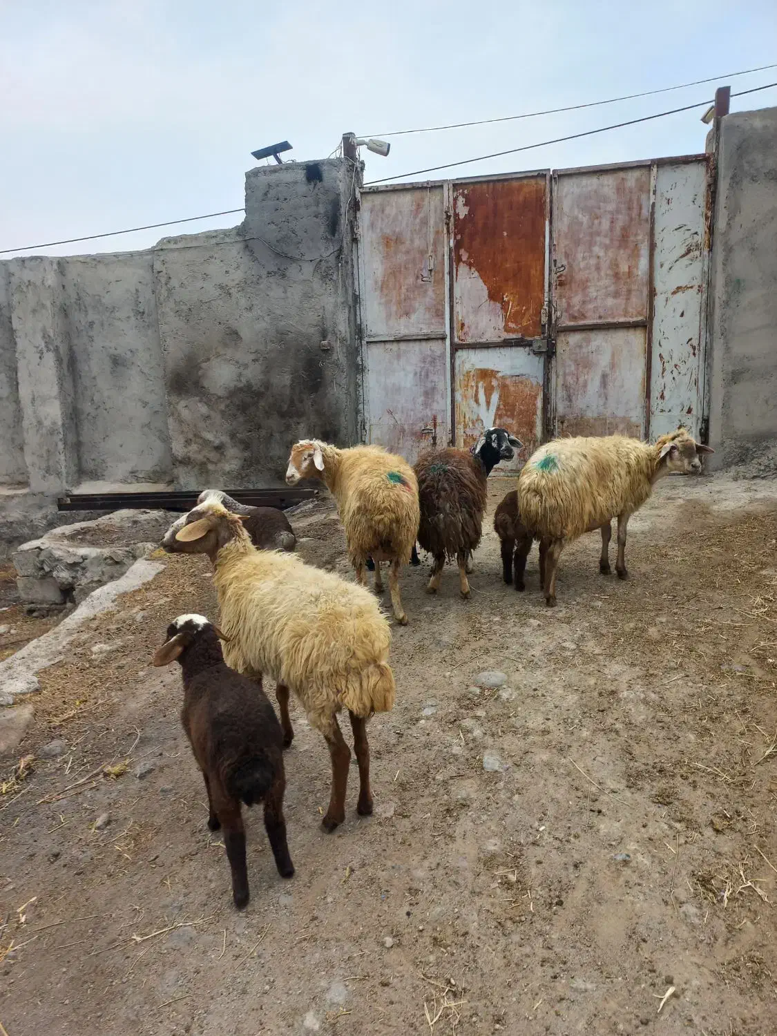 ۴عددگوسفندجوان بره دار|حیوانات مزرعه|مشگین شهر, |دیوار