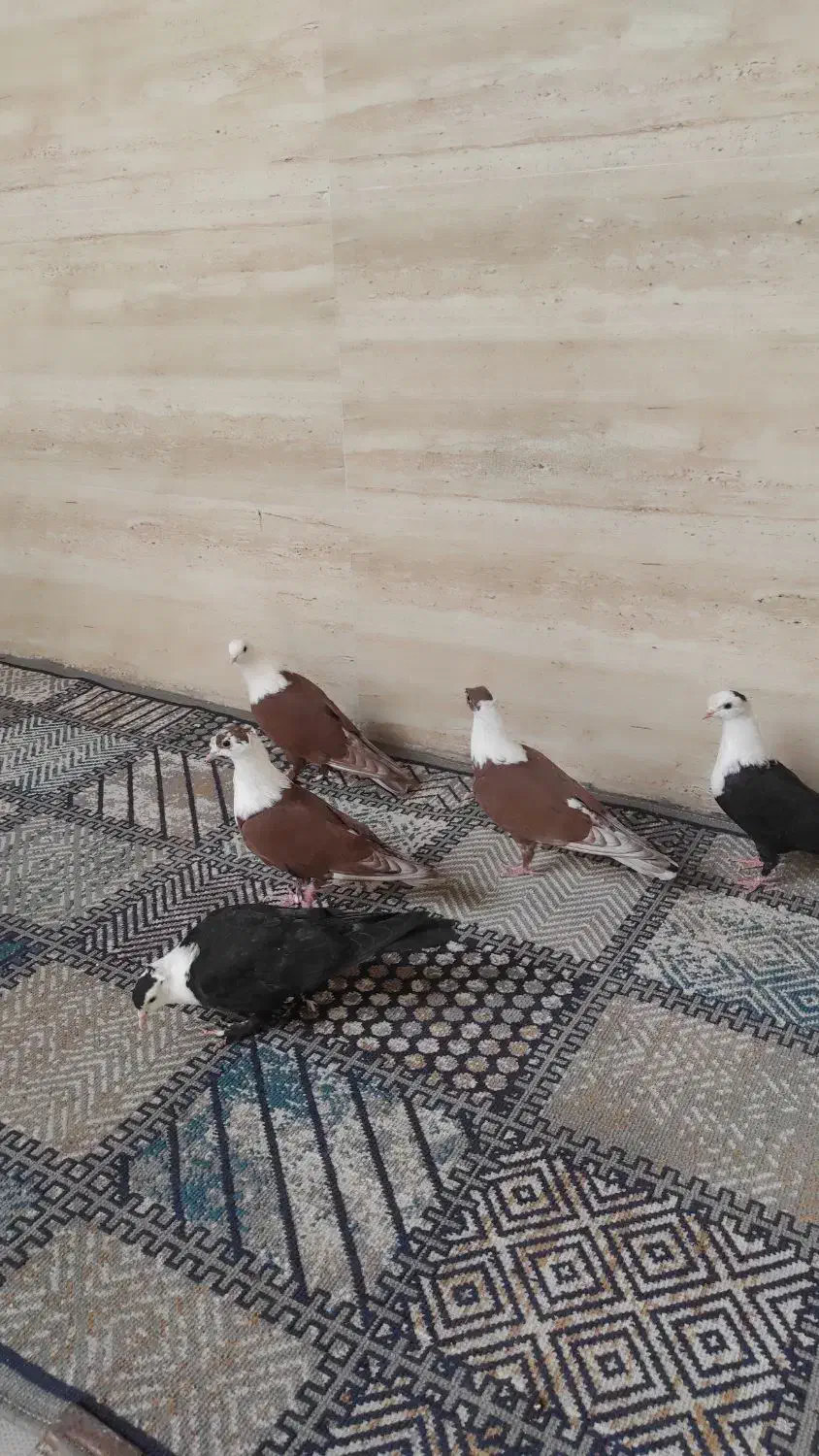 کلاغ کربلایی کاکلی شاخی|پرنده|مشهد, ادیب نیشابوری (شهرک غرب)|دیوار