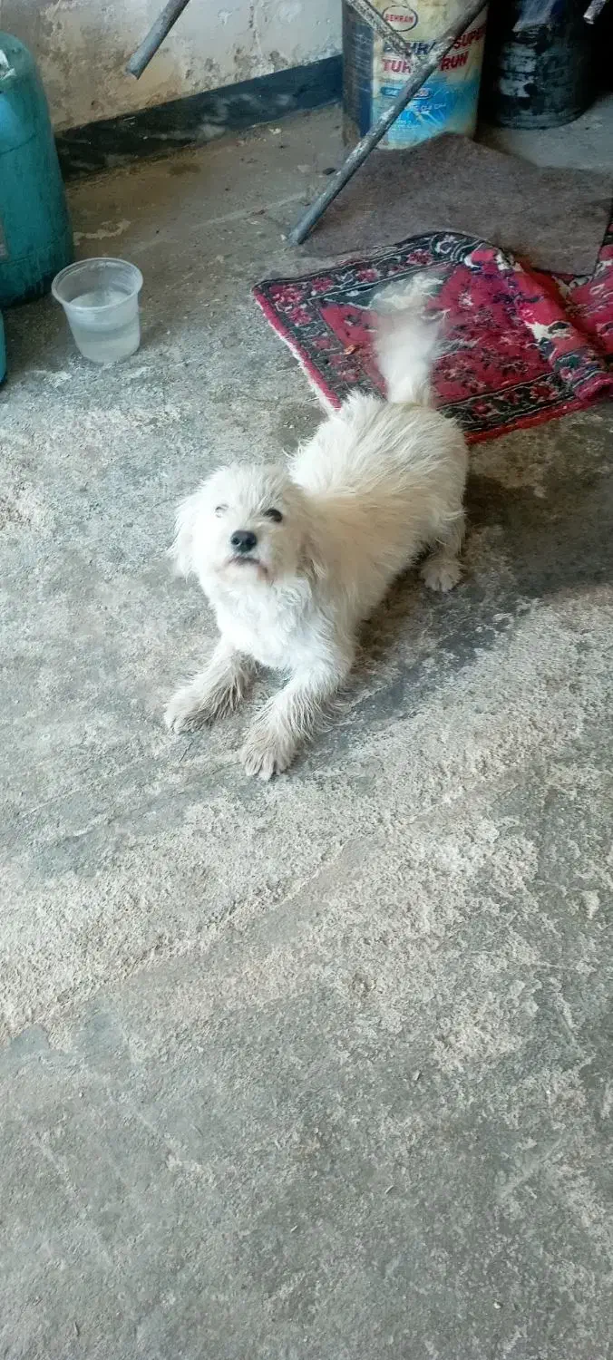 سگ شیتزو|سگ|ایوان, |دیوار