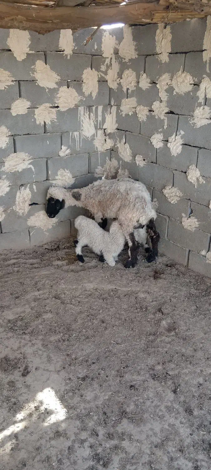 گوسفند جملی جوان بادوبره نر|حیوانات مزرعه|زابل, |دیوار