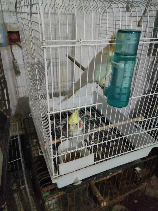 عروس هلندی با طوطی برزیلی|پرنده|شوش, |دیوار