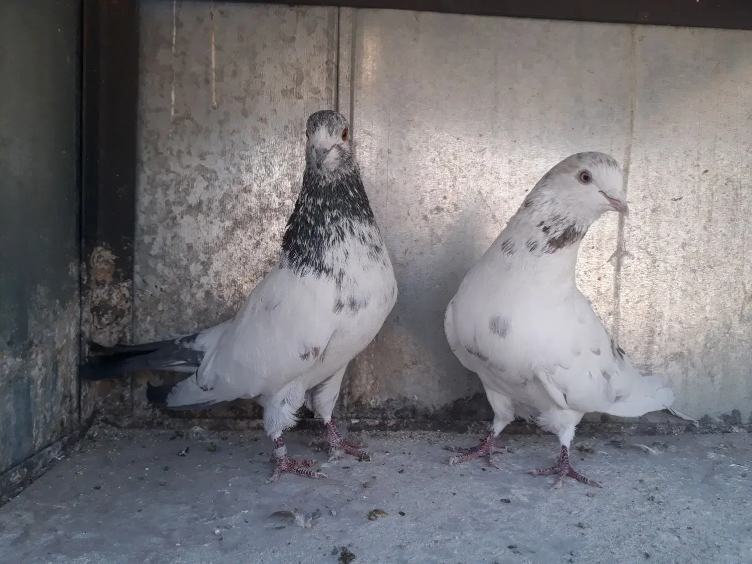 کبوتر نر و ماده|پرنده|تهران, یافت آباد شمالی|دیوار