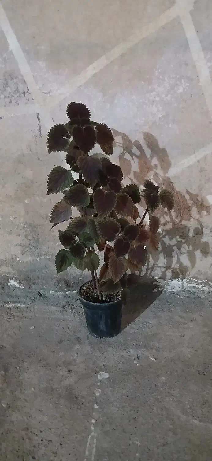 گله بزرگ و کوچک|گل و گیاه طبیعی|مسجد سلیمان, |دیوار