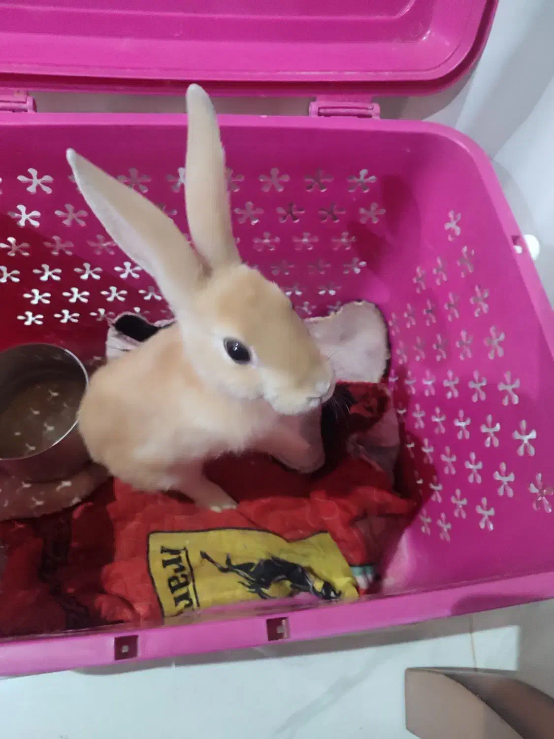 خرگوش|موش و خرگوش|سبزوار, قصبه شرقی|دیوار