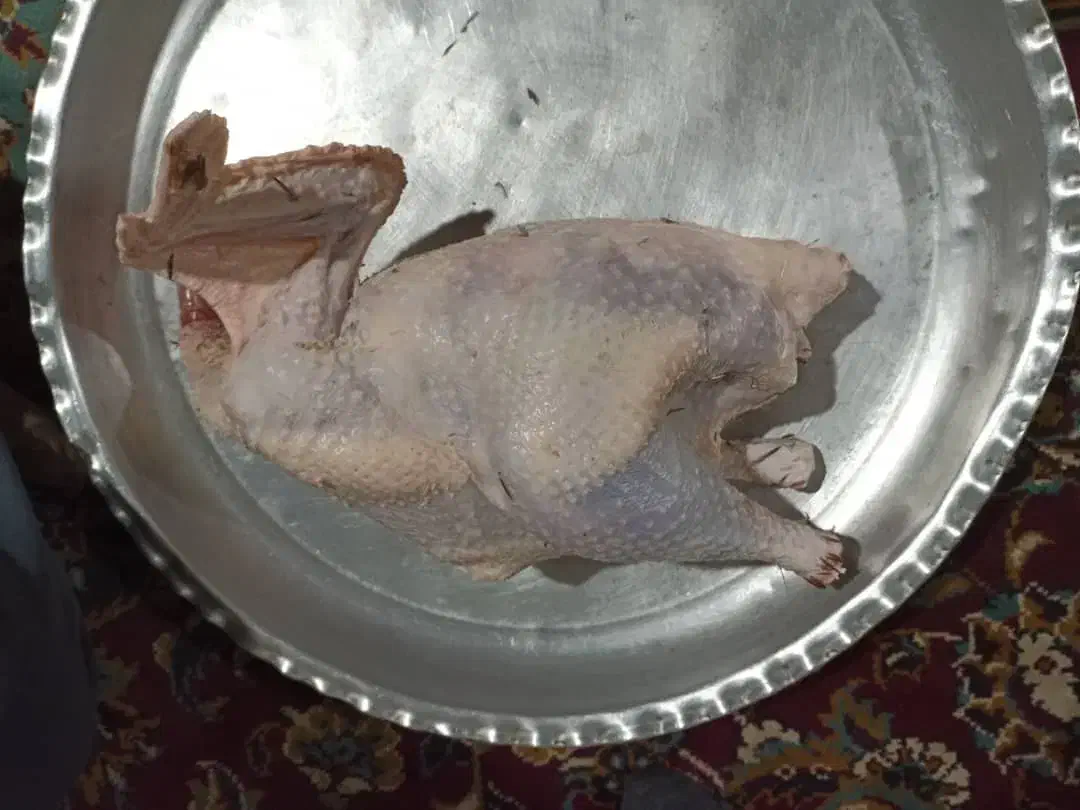 بوقلمون طبیعی|حیوانات مزرعه|مریوان, |دیوار