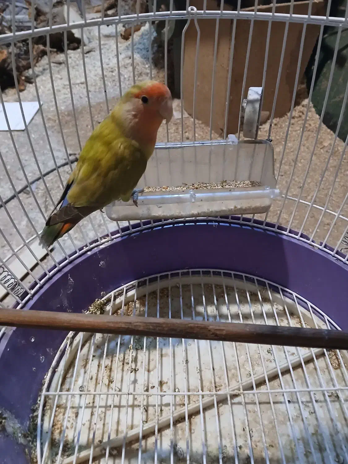 طوطی کتوله نر 8ماهه|پرنده|فرخ‌شهر, |دیوار