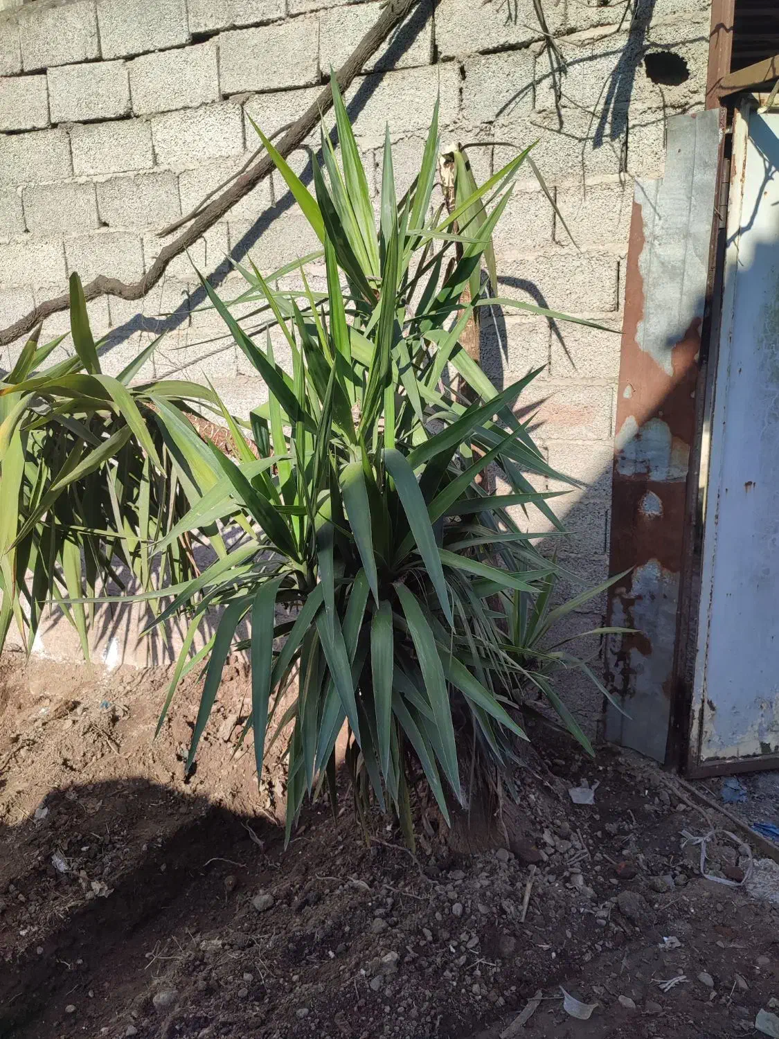 گل  یوکا|گل و گیاه طبیعی|رشت, دیانتی|دیوار