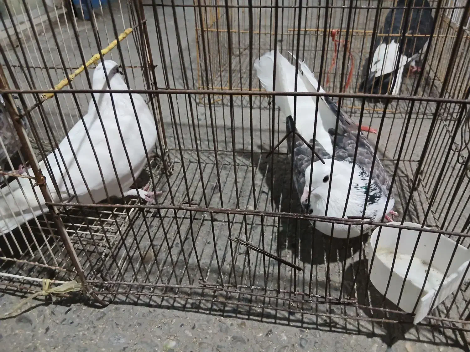 توقی کبوتر مرغ عشق|پرنده|نکا, |دیوار