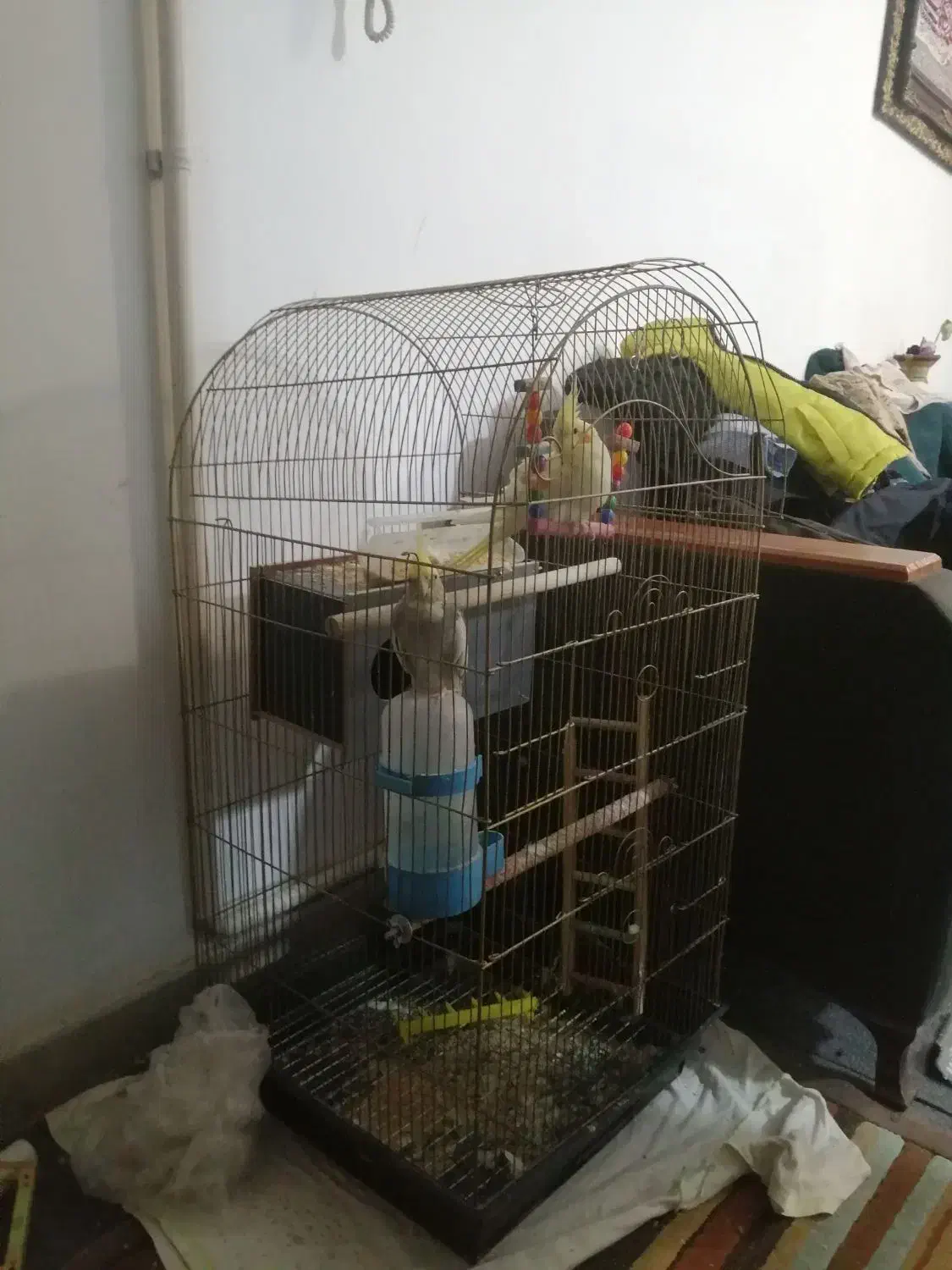 عروس هلندی|پرنده|قرچک, مجتمع گلشهر|دیوار