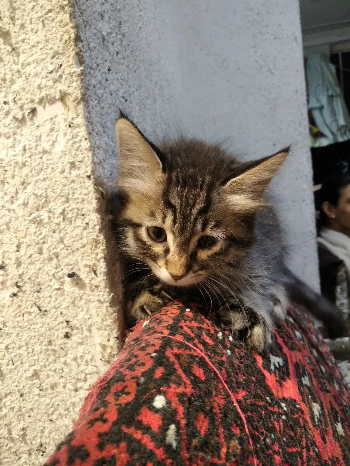 بچه گربه دو ماهه|گربه|تهران, دانشگاه شریف|دیوار