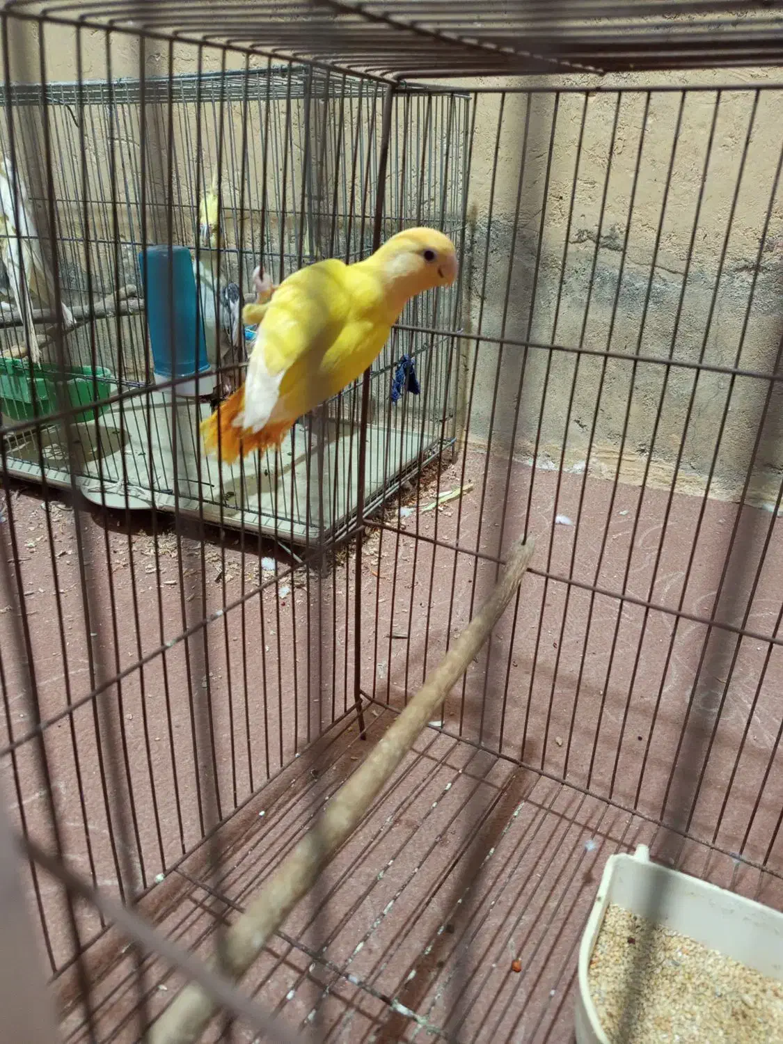 فروش انواع نژاد عروس هلندی|پرنده|بندر دیر, |دیوار