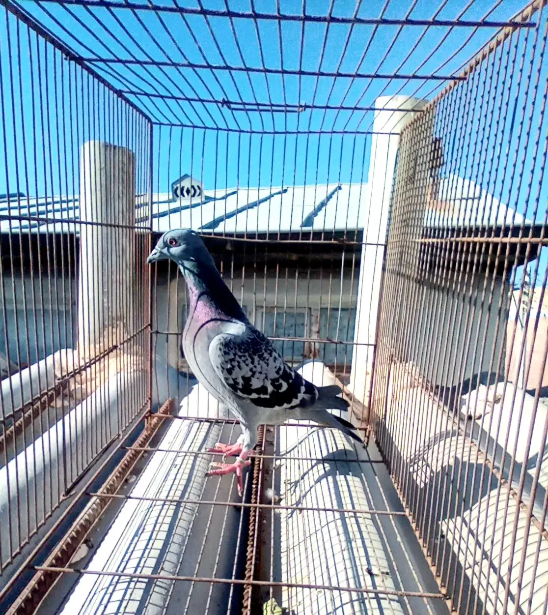 پلاکی|پرنده|مراغه, |دیوار