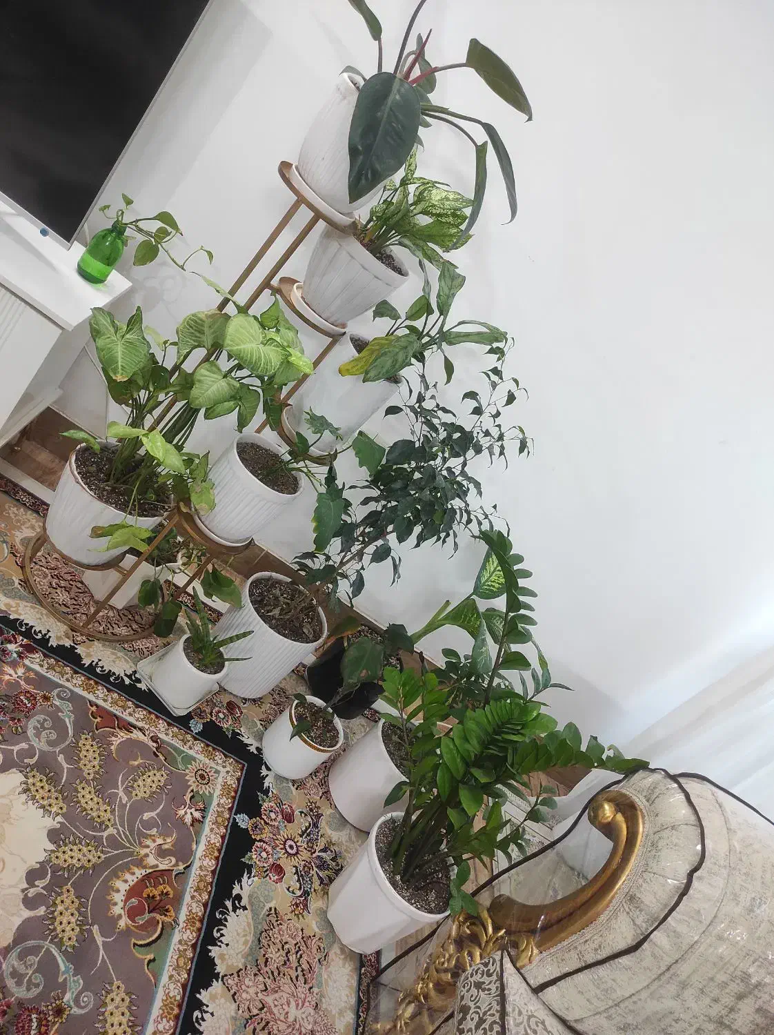 گل طبیعی|گل و گیاه طبیعی|قوچان, |دیوار