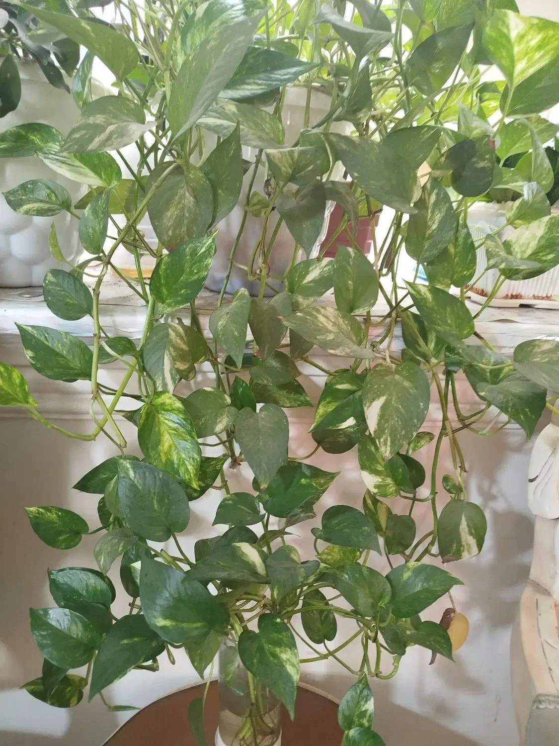 انواع گل های اپارتمانی|گل و گیاه طبیعی|کرج, گوهردشت|دیوار