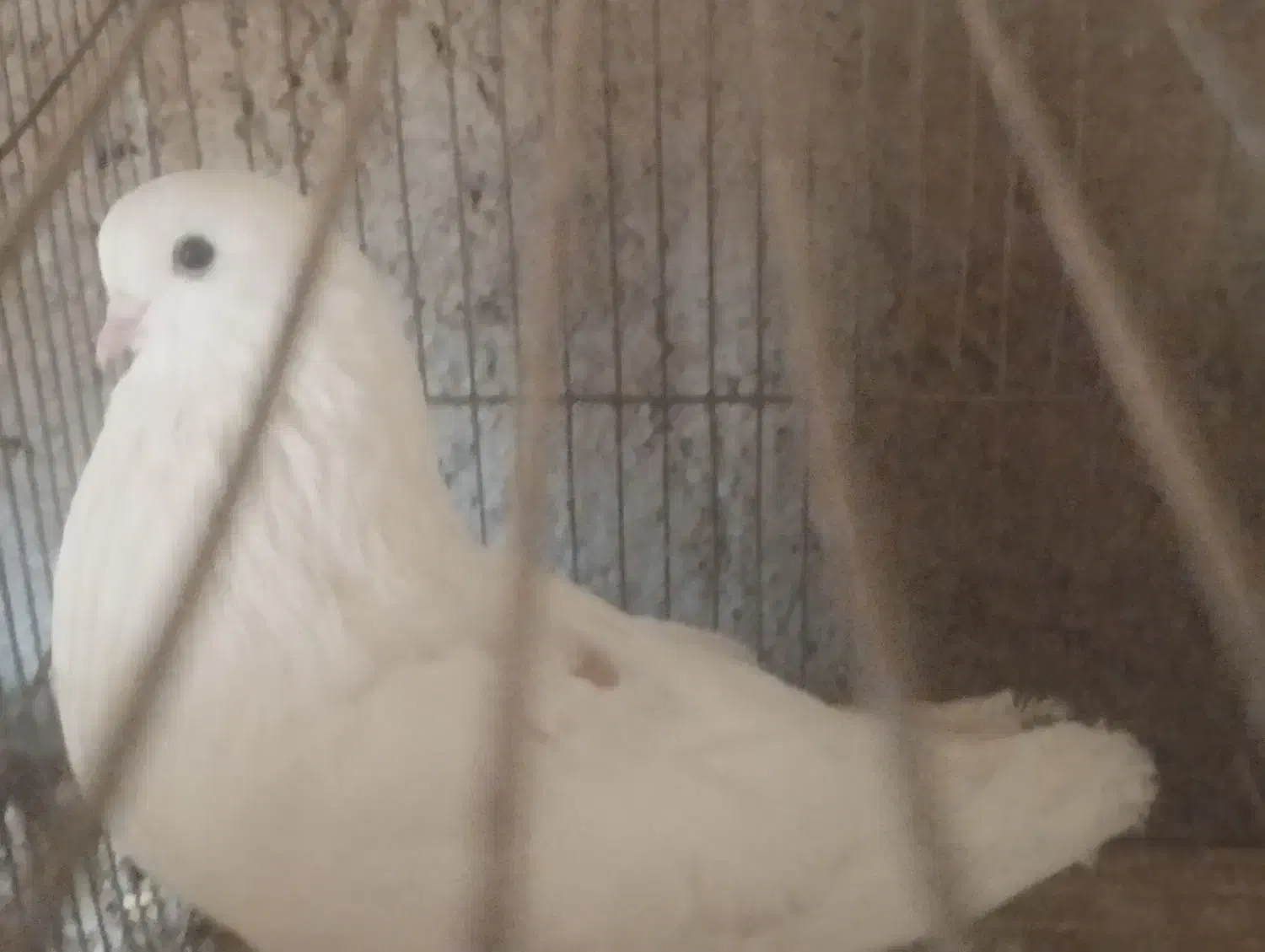 کفتر تهرونی نر|پرنده|تفت, |دیوار