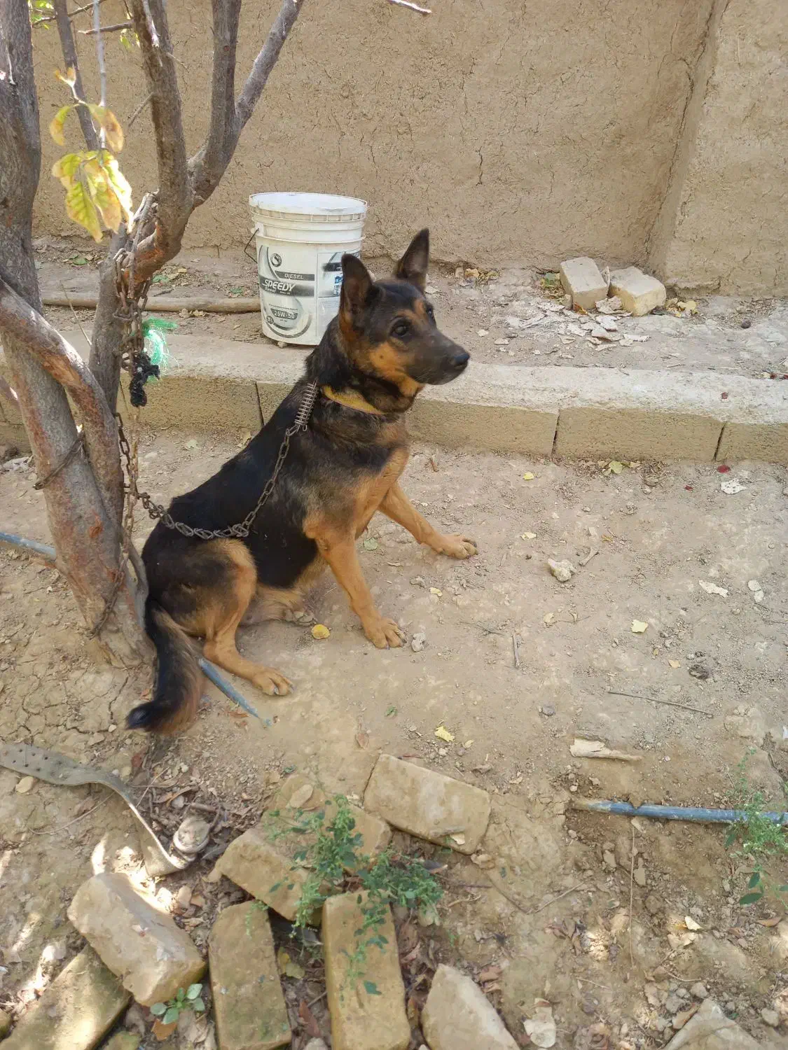 سگ ژرمن ماده|سگ|خمینی‌شهر, |دیوار