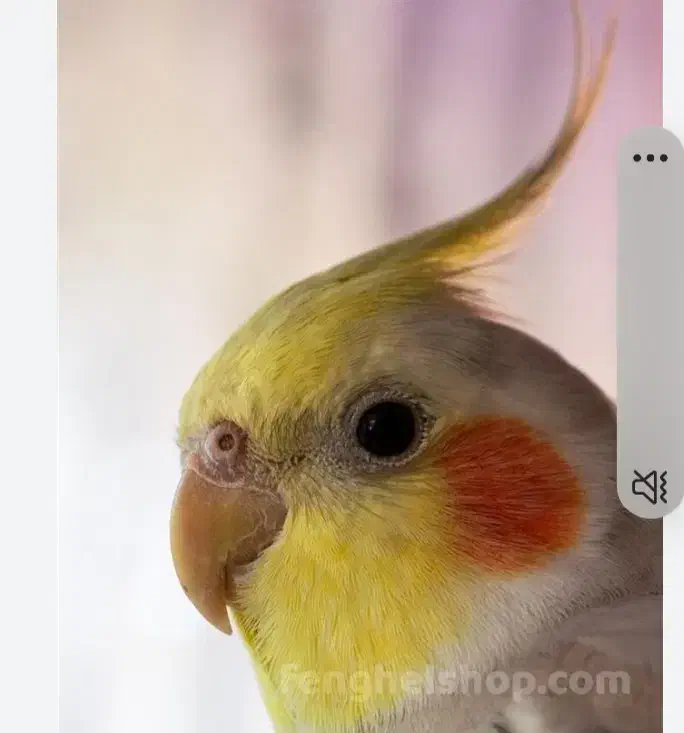 فروش عروس هلندی|پرنده|شهریار, بکه|دیوار