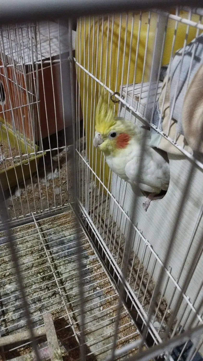 فروش عروس هلندی لوتینو،و البینو|پرنده|زابل, |دیوار